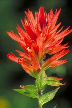 Long Paint Brush