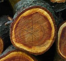 Wood brushes